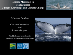 Initial studies of small cetaceans in Madagascar and Gabon: Recent
