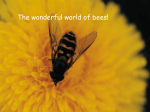The wonderful world of bees