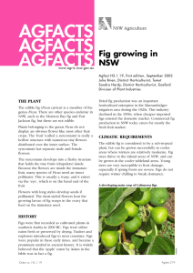 Fig growing in NSW - NSW Department of Primary Industries