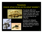 Parasitoids (insects whose larvae are the actual “predator”)