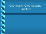 Changes in Chromosome Structure