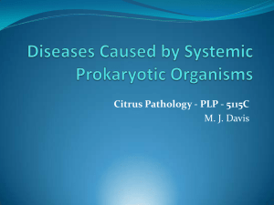 Diseases Caused by Systemic Prokaryotic Organisms