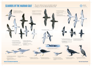 Seabirds of the Hauraki Gulf