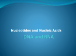 Nucleotides and Nucleic Acids DNA and RNA