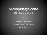 Mesopelagic Zone - dsapresents.org