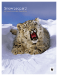Snow Leopard - Rackcdn.com