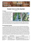 Sweet Corn in the Garden - DigitalCommons@USU