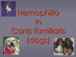 Hemophilia in Canis familiaris