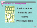 Leaf Structure Photosyn