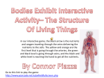 Connor P Body Exhibit Interactive Activity