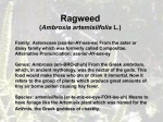 Ragweed (Ambrosia artemisiifolia L.) Genus: Ambrosia (am