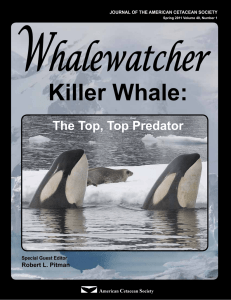 Killer Whale - Orca Network