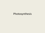 Plants and Photosynthesis