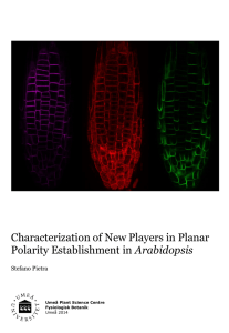 Characterization of New Players in Planar Polarity