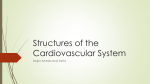 Structures of the Cardiovascular System
