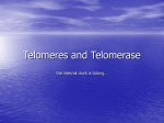 Telomeres and Telomerase
