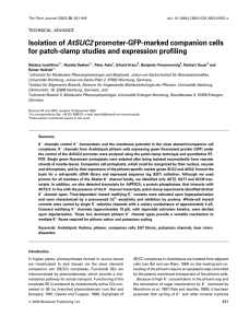 Isolation of AtSUC2 promoter-GFP