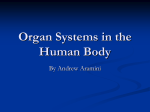 Organ Systems in the Human Body