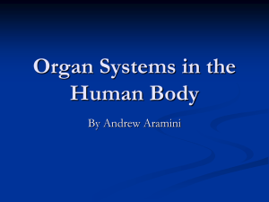 Organ Systems in the Human Body