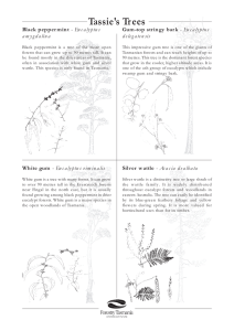 Tassie`s Trees - Forestry Tasmania
