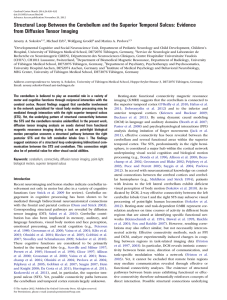 Structural Loop Between the Cerebellum and the Superior Temporal