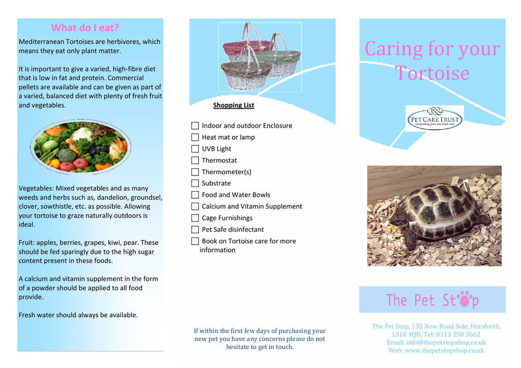 Caring For Your Tortoise