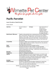 Parrotlet - Wilmette Pet Center