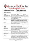 Opossum - Wilmette Pet Center