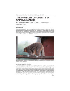 the problem of obesity in captive lemurs