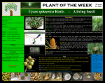 Plant of the week - Cycas sphaerica