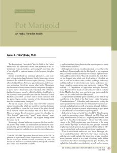 Pot Marigold - Natural Know How
