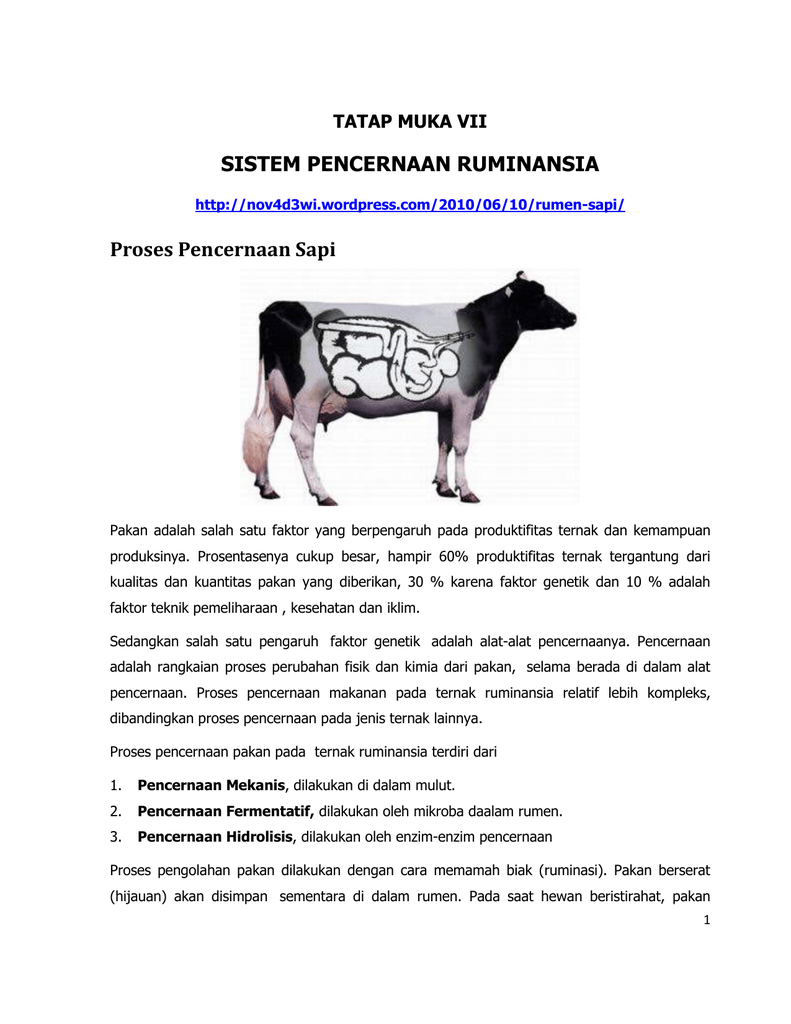 Sistem Pencernaan Ruminansia Proses Pencernaan Sapi