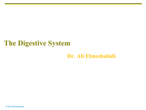 The Digestive System