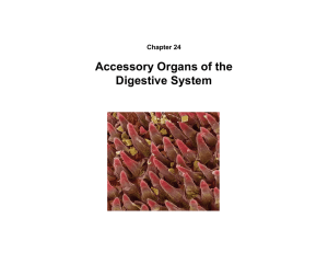 C23/v2/5: Accessory Organs of the Digestive System