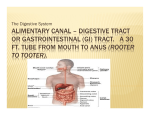 The Digestive System 2014