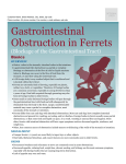 gastrointestinal obstruction in ferrets