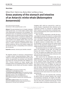 Gross anatomy of the stomach and intestine of an Antarctic minke