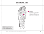 Organs and Digestive - Right Foot Diagram