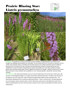 Prairie Blazing Star: Liatris pycnostachya