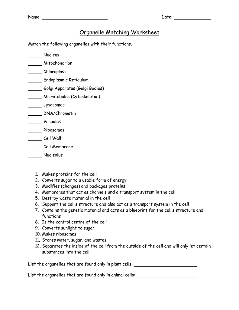 Organelle Matching Worksheet - Cell Biology Inside Cell Organelles Worksheet Answer Key