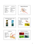 Bacterial Structures Capsule or Glycocalyx FLAGELLA TYPES OF