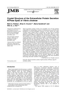 Crystal Structure of the Extracellular Protein Secretion NTPase EpsE