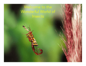 Welcome to the Wonderful World of Insects