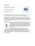 Earwig - Universal Pest Services