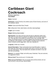 Caribbean Giant Roach
