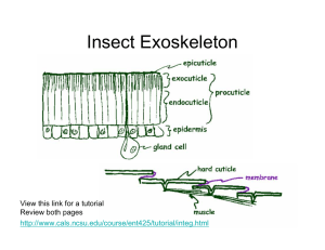 Insect Exoskeleton - Purdue Extension Entomology