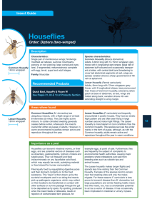 Houseflies - Bayer Pestcontrol Expert