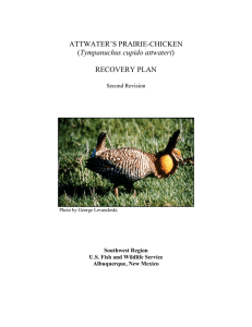 Attwater`s Prairie-Chicken Recovery Plan