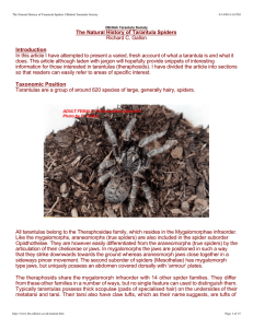 The Natural History of Tarantula Spiders Richard C. Gallon In this