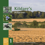 Kildare`s Hedgerows